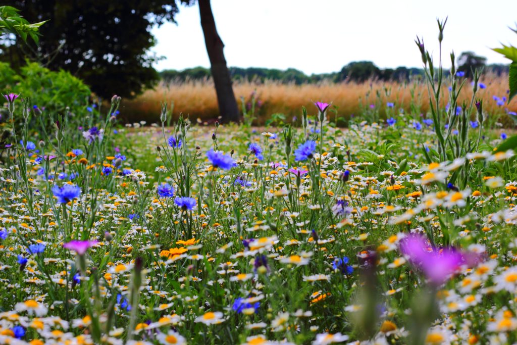 Summer Solstice Rituals and Ideas - Tea and Tranquil