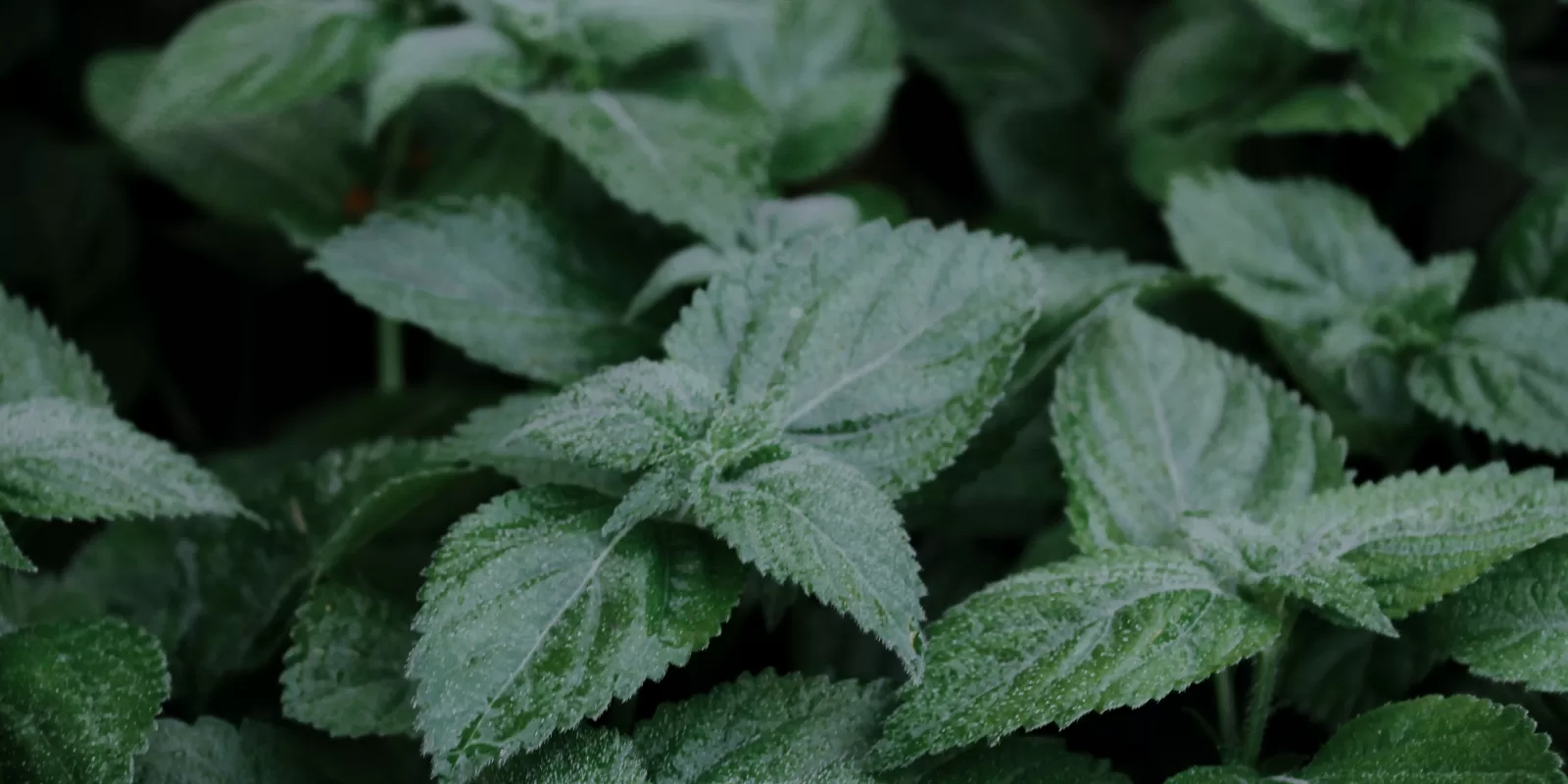 Lemon Balm