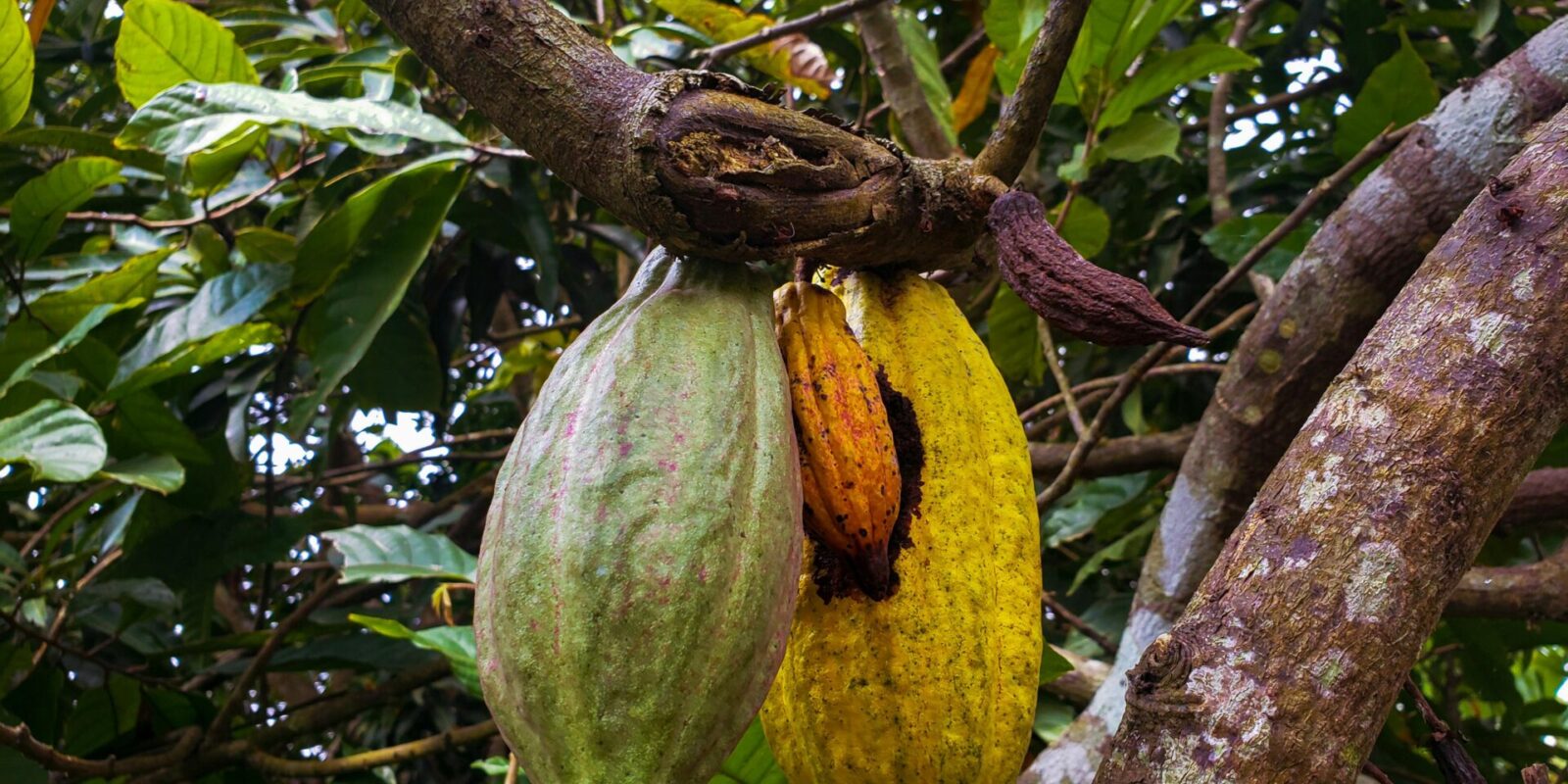 Cacao Tree